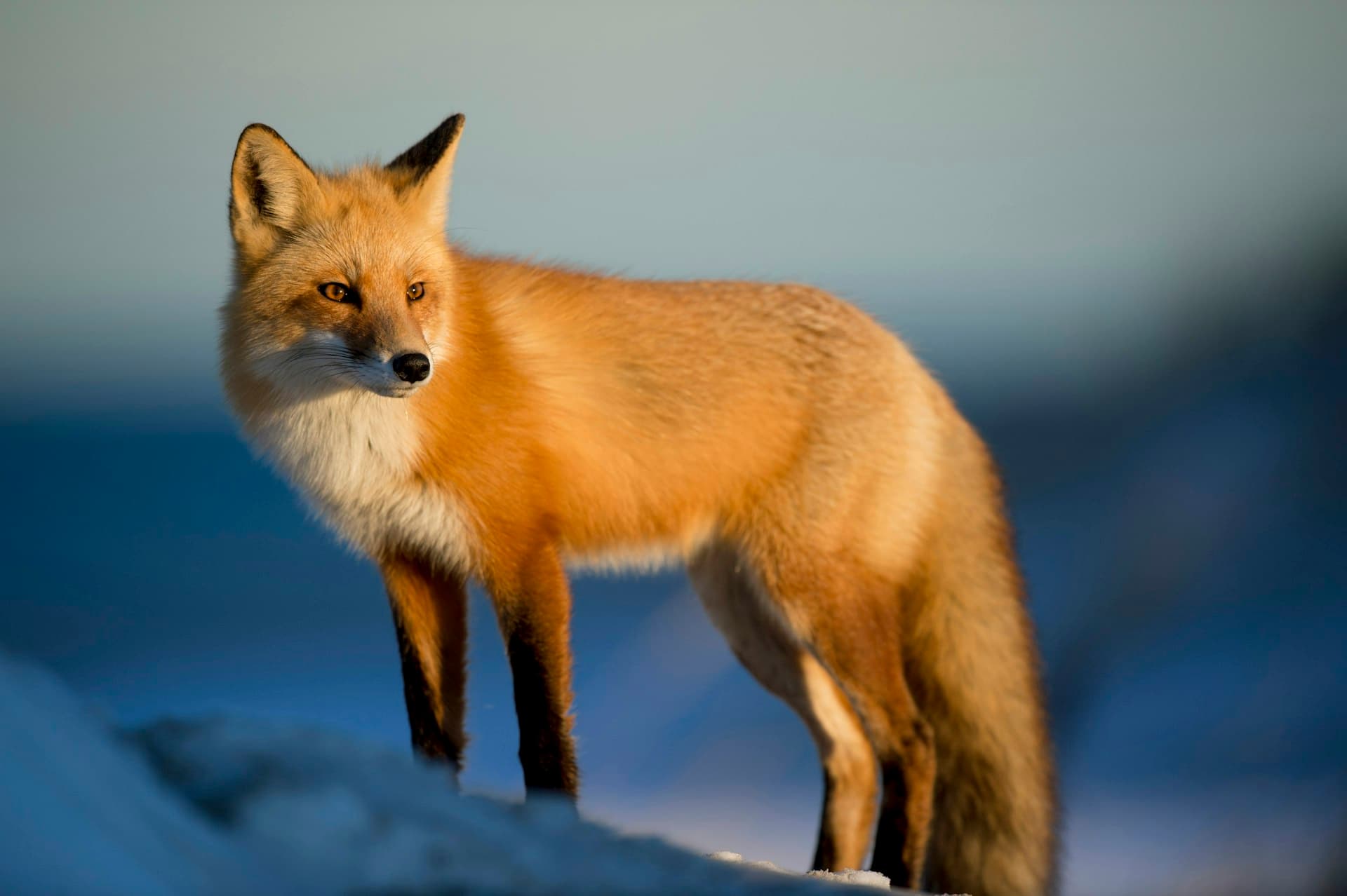 Fox in the wild